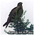 Птицы Алтайского заповедника